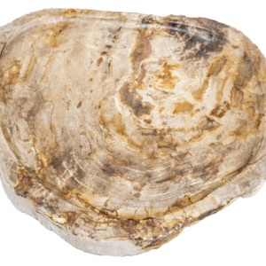 Posoda iz okamenelega lesa ART# FSDSHB